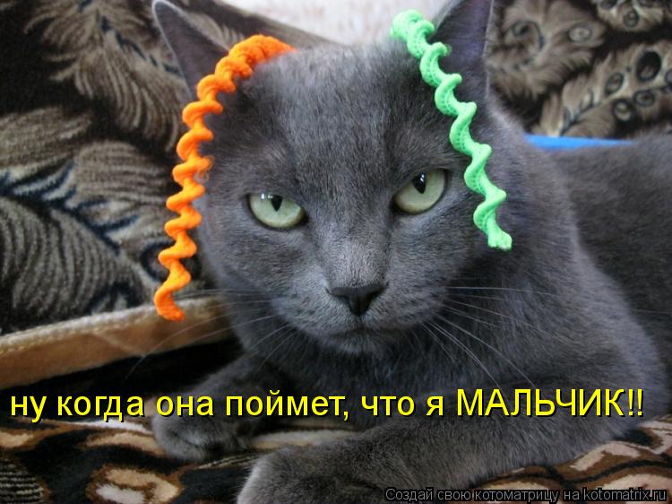 Котоматрица: ну когда она поймет, что я МАЛЬЧИК!!
