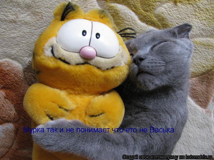 Котоматрица: Мурка так и не понимает что ето не Васька