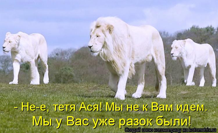 Котоматрица: - Не-е, тетя Ася! Мы не к Вам идем.  Мы у Вас уже разок были!