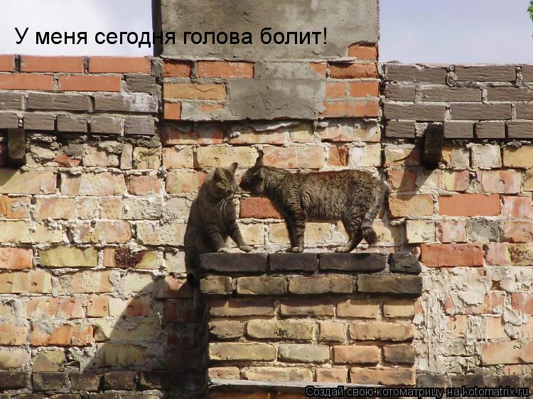 Котоматрица: У меня сегодня голова болит!