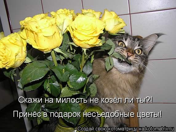Скажи на милость не козёл ли ты?! Принёс в подарок несъедобные цветы!... Котоматрица: Скажи на милость не козёл ли ты?! Принёс в подарок несъедобные цветы!
