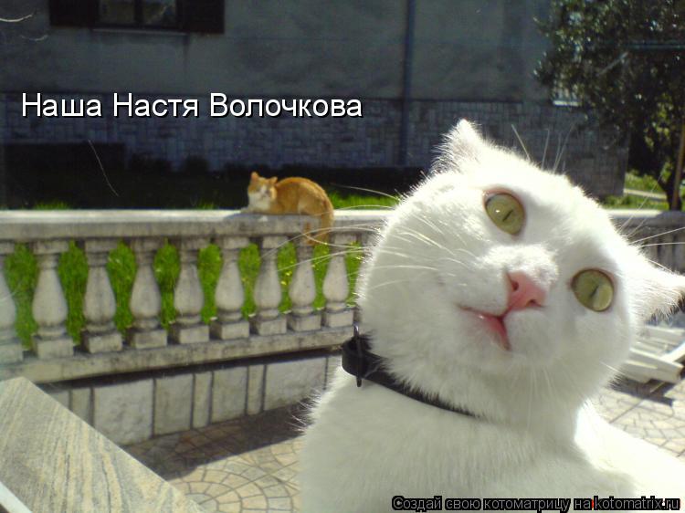 Котоматрица: Наша Настя Волочкова
