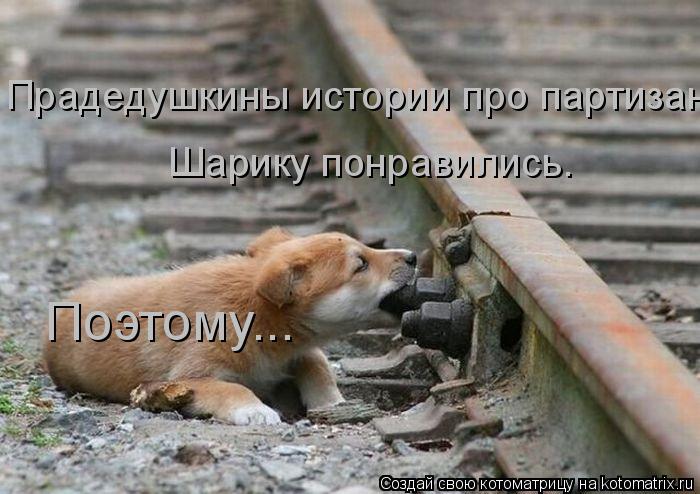 Котоматрица: Прадедушкины истории про партизан Шарику понравились. Поэтому...