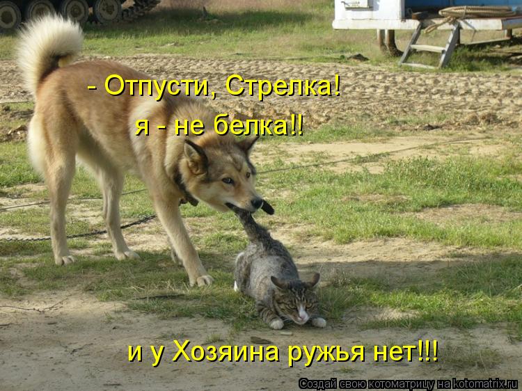 - Отпусти, Стрелка! я - не белка!! и у Хозяина ружья нет!!!... Котоматрица: - Отпусти, Стрелка! я - не белка!! и у Хозяина ружья нет!!!