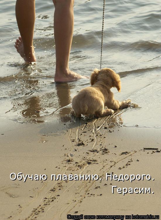 Котоматрица: Обучаю плаванию. Недорого.  Герасим.