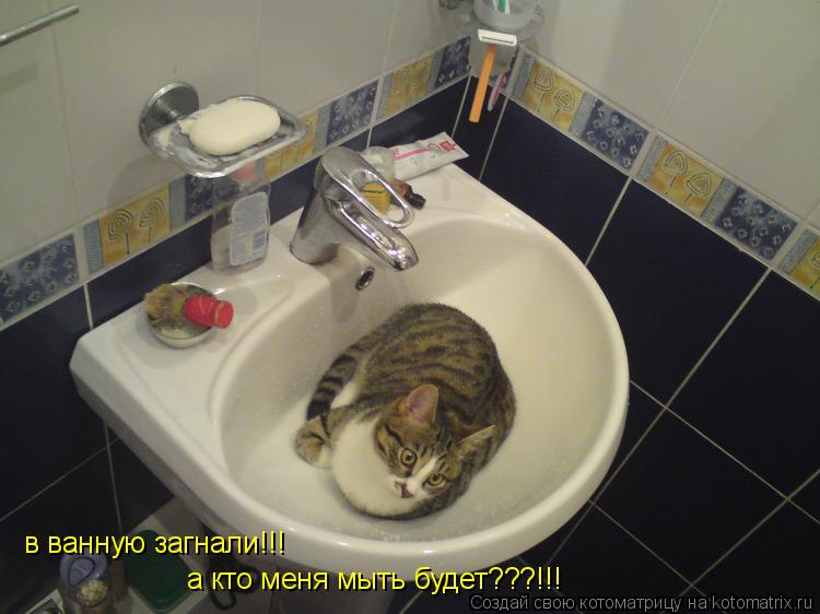 Котоматрица: а кто меня мыть будет???!!! в ванную загнали!!!