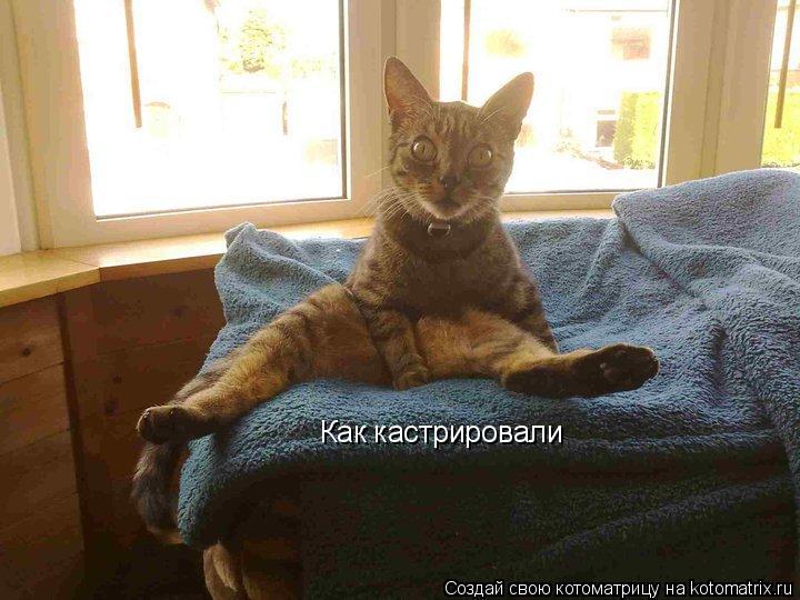 Котоматрица: Как кастрировали