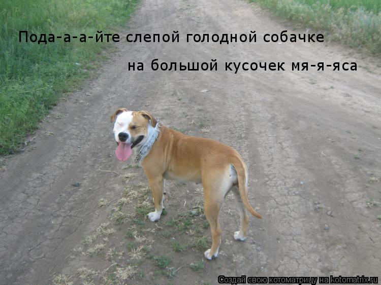 Котоматрица: на большой кусочек мя-я-яса Пода-а-а-йте слепой голодной собачке