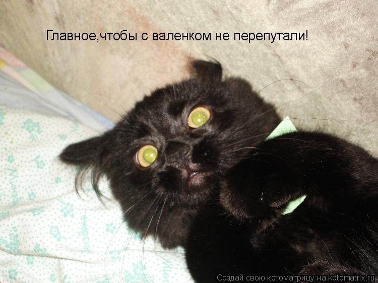 Котоматрица: Главное,чтобы с валенком не перепутали!
