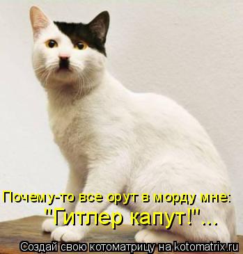 Котоматрица: Почему-то все орут в морду мне:  "Гитлер капут!"...