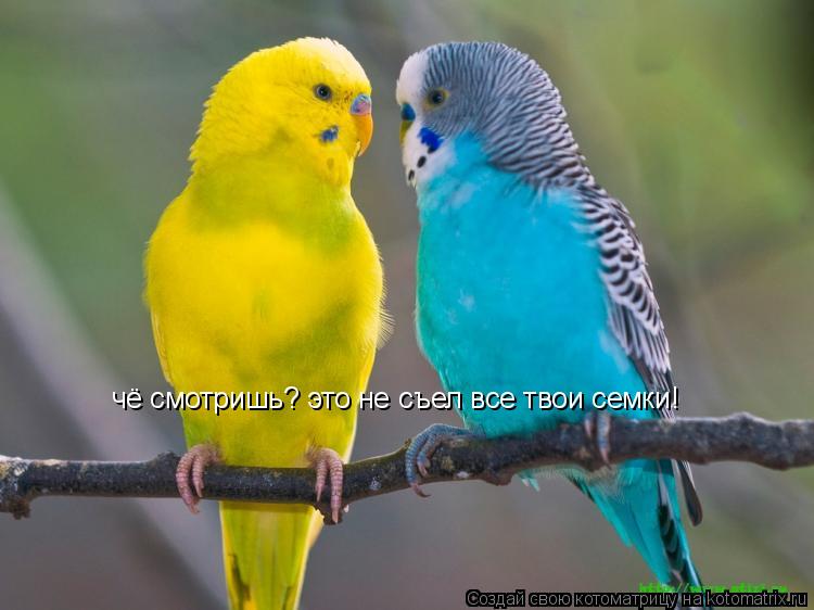 Котоматрица: чё смотришь? это не съел все твои семки!