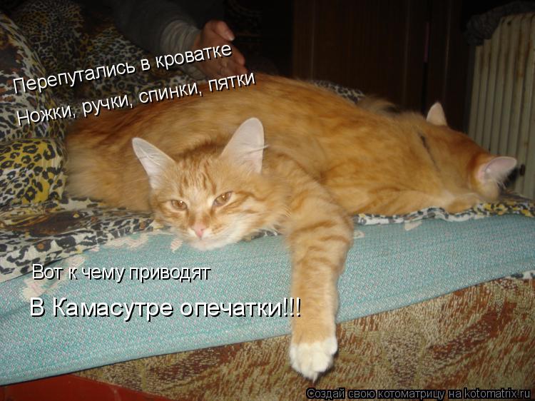 Котоматрица: Перепутались в кроватке  Ножки, ручки, спинки, пятки Вот к чему приводят  В Камасутре опечатки!!!