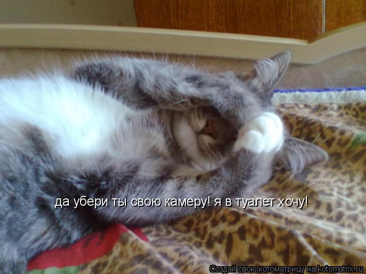 Котоматрица: да убери ты свою камеру! я в туалет хочу!