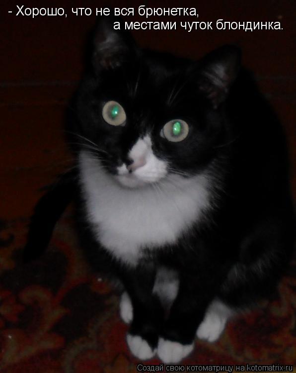 Котоматрица: - Хорошо, что не вся брюнетка,  а местами чуток блондинка.