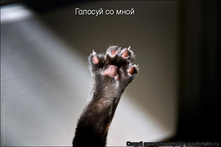 Котоматрица: Голосуй со мной