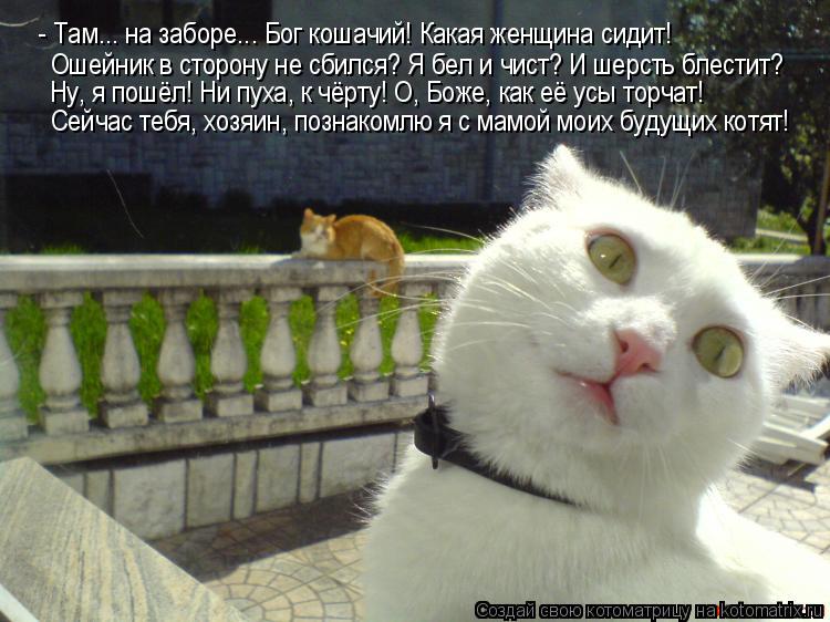 - Там... на заборе... Бог кошачий! Какая женщина сидит! Ошейник в сторону не сбился? Я бел и чист? И... Котоматрица: - Там... на заборе... Бог кошачий! Какая женщина сидит! Ошейник в сторону не сбился? Я бел и чист? И шерсть блестит? Ну, я пошёл! Ни пуха, к чёрту! О