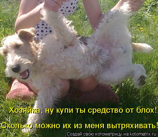 Котоматрица: Хозяйка, ну купи ты средство от блох! Сколько можно их из меня вытряхивать!