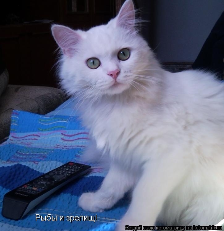 Котоматрица: Рыбы и зрелищ!