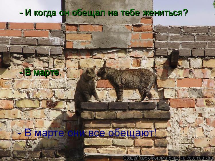 Котоматрица: - И когда он обещал на тебе жениться?  - В марте.  - В марте.  - В марте они все обещают!