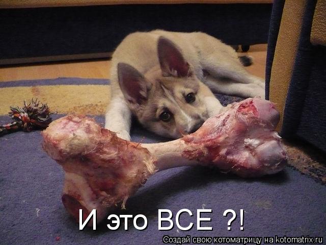 Котоматрица: И это ВСЕ ?!