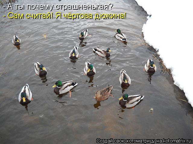 - А ты почему страшненькая? - Сам считай! Я чёртова дюжина!... Котоматрица: - А ты почему страшненькая? - Сам считай! Я чёртова дюжина!