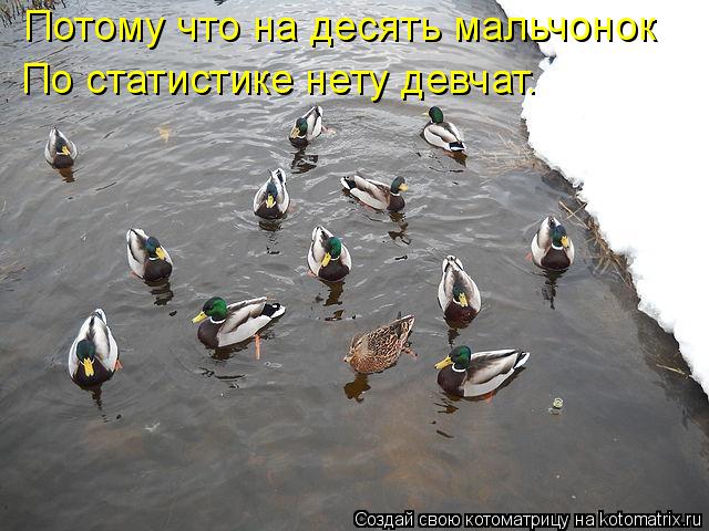 Котоматрица: Потому что на десять мальчонок  По статистике нету девчат.