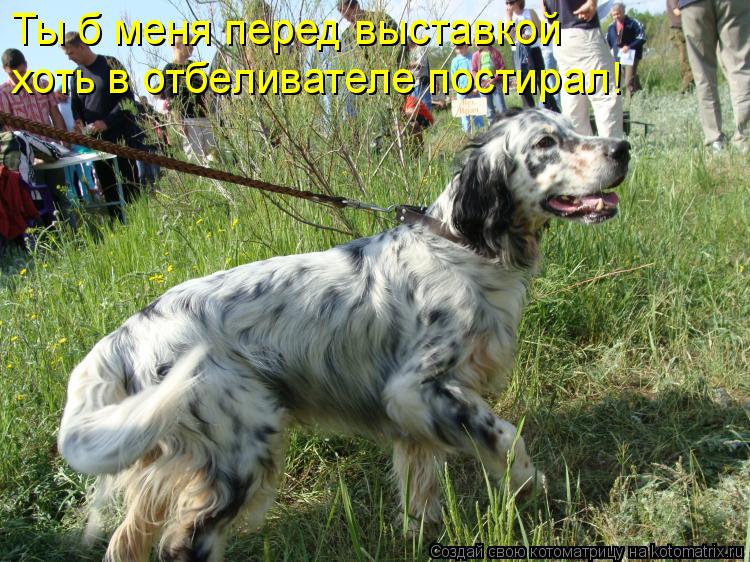 Котоматрица: Ты б меня перед выставкой  хоть в отбеливателе постирал!