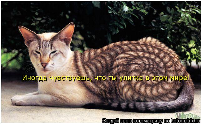 Котоматрица: Иногда чувствуешь, что ты улитка в этом мире!