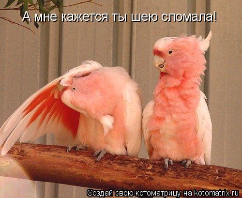 А мне кажется ты шею сломала!... Котоматрица: А мне кажется ты шею сломала!