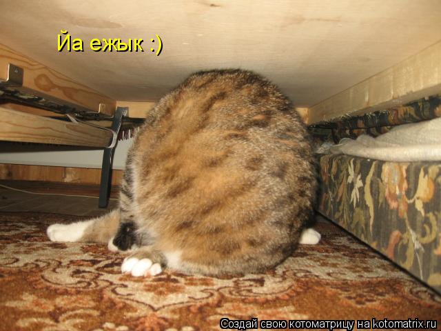 Йа ежык :)... Котоматрица: Йа ежык :)