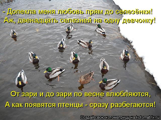 - Допекла меня любовь прям до селезёнки! Аж, двенадцать селезней на одну девчонку! От зари и до зари ... Котоматрица: - Допекла меня любовь прям до селезёнки! Аж, двенадцать селезней на одну девчонку! От зари и до зари по весне влюбляются, А как появятся птенц
