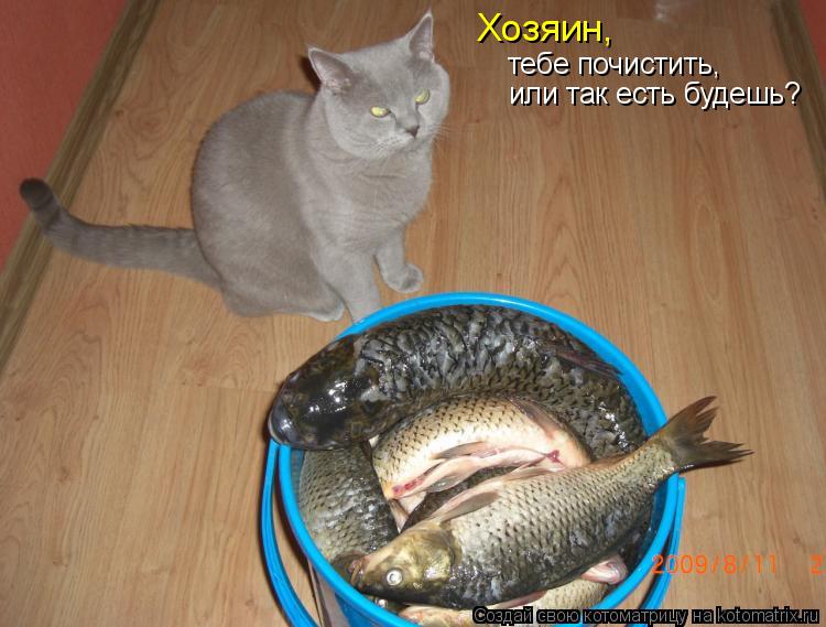Хозяин, тебе почистить, или так есть будешь?... Котоматрица: Хозяин, тебе почистить, или так есть будешь?