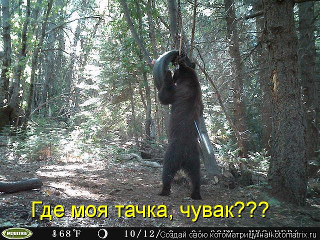 Котоматрица: Где моя тачка, чувак???