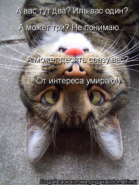 Котоматрица: А вас тут два? Иль вас один? А может три? Не понимаю... От интереса умираю!) А может десять сразу вас?