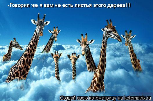 Котоматрица: -Говорил же я вам не есть листья этого дерева!!!