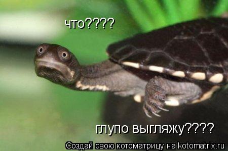 Котоматрица: что???? глупо выгляжу????