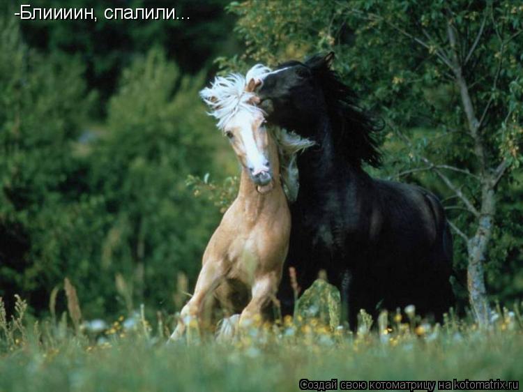 Котоматрица: -Блиииин, спалили...