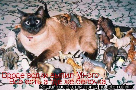 Котоматрица: Вроде водки выпил Много Все есть а где же белочка