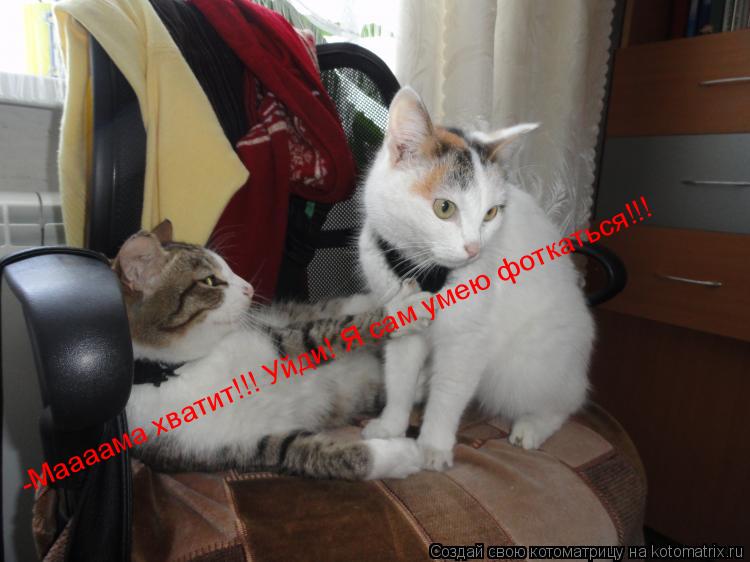 Котоматрица: -Маааама хватит!!! Уйди! Я сам умею фоткаться!!!