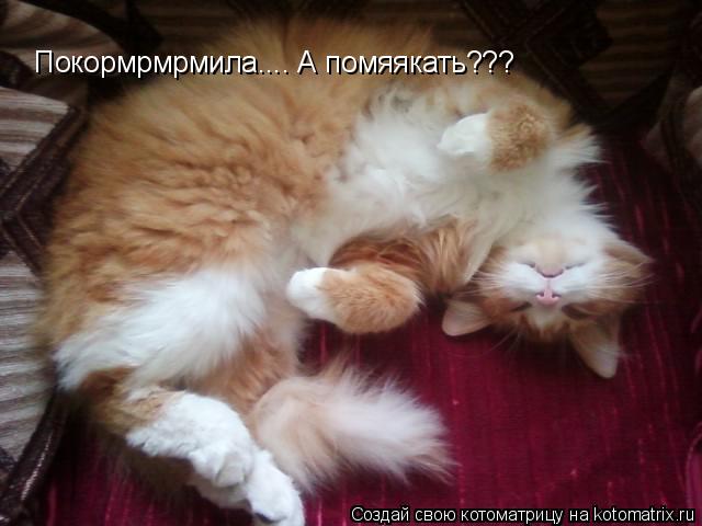 Котоматрица: Покормрмрмила.... А помяякать???