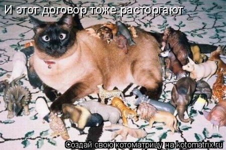 Котоматрица: И этот договор тоже расторгают