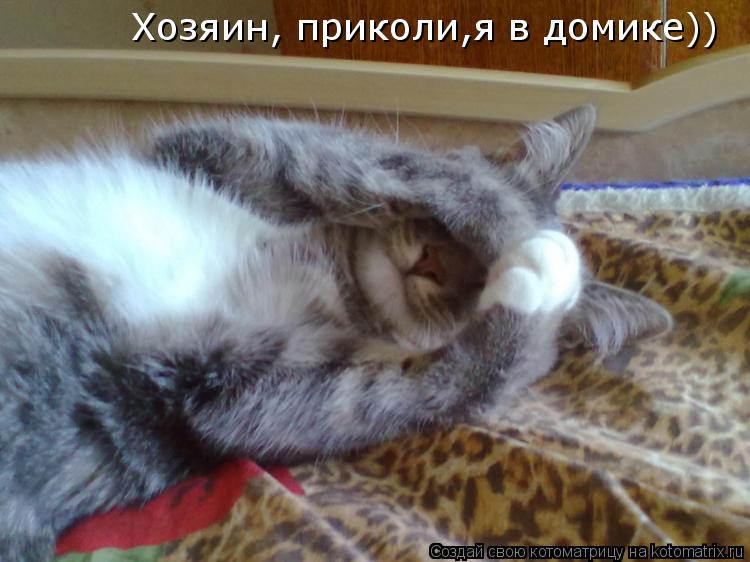 Котоматрица: Хозяин, приколи,я в домике))