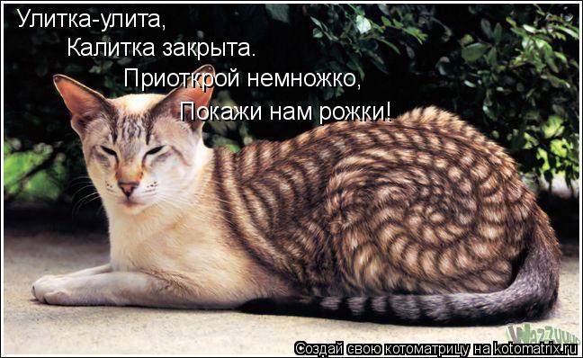 Котоматрица: Улитка-улита, Калитка закрыта. Приоткрой немножко, Покажи нам рожки!