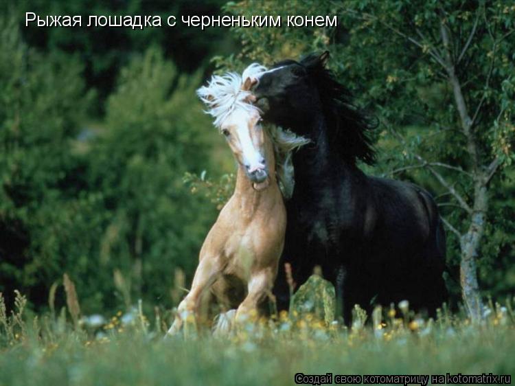 Котоматрица: Рыжая лошадка с черненьким конем