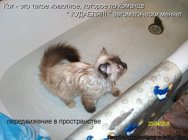 Котоматрица: Кот - это такое животное, которое по команде   " КУДАБЛЯ!!! " автоматически меняет  передвижение в пространстве