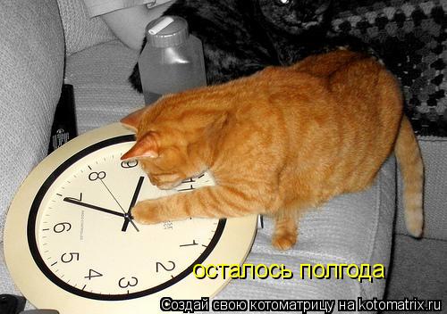 Котоматрица: осталось полгода
