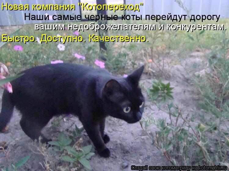 Котоматрица: Новая компания "Котопереход" Наши самые черные коты перейдут дорогу вашим недоброжелателям и конкурентам. Быстро. Доступно. Качественно.