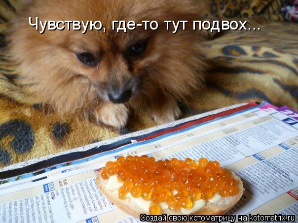 Котоматрица: Чувствую, где-то тут подвох...