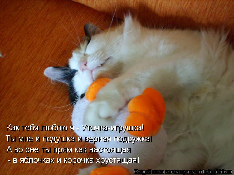 Как тебя люблю я - Уточка-игрушка! Ты мне и подушка и верная подружка! А во сне ты прям как настоящ... Котоматрица: Как тебя люблю я - Уточка-игрушка! Ты мне и подушка и верная подружка! А во сне ты прям как настоящая - в яблочках и корочка хрустящая!