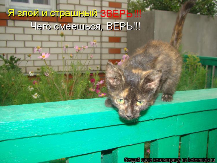 Котоматрица: Я злой и страшный ЗВЕРЬ !!! Чего смеешься, ВЕРЬ!!!